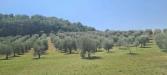 Rustico in vendita da ristrutturare a Cetona in via maltaiolo 1 - 03, 266e7ffc-3667-4104-8b5b-617791fe6b59.jpeg