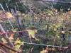 Terreno Agricolo in vendita a Massa in via dell'uva 16 - 05, WhatsApp Image 2018-11-13 at 20.26.42.jpeg