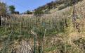 Terreno Agricolo in vendita a Massa in via san lorenzo 111 - 04, IMG_4618.JPG