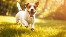 Capannone in affitto con giardino a Massa in via san domenichino 11 - 04, cane1