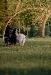 Capannone in affitto con giardino a Massa in via san domenichino 11 - 05, cane2