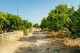 Terreno Agricolo in vendita a Carlentini in strada statale 194 - 02, Casa con terreno 5000mq (40).jpg
