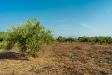 Terreno Agricolo in vendita a Carlentini in strada statale 194 - 04, Casa con terreno 5000mq (3).jpg