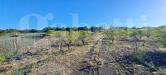 Terreno Agricolo in vendita a Pedara - 05, IMG-20240516-WA0018.jpg