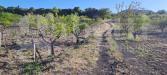 Terreno Agricolo in vendita a Pedara - 04, STRADELLA INTERNA