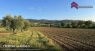 Terreno Agricolo in vendita a Piancastagnaio in strada di valle cupa - 04, Foto 4