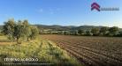 Terreno Agricolo in vendita a San Miniato in via bassa localit marzana - 08, Foto 8