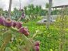 Villa in vendita con giardino a Brindisi in strada dei vini snc - 06, Foto 6
