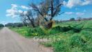 Terreno Agricolo in vendita a Cellino San Marco in contrada la mea s.n. - 03, Foto 3