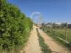 Terreno Agricolo in vendita a Brindisi in via vega snc - 03, Foto 3