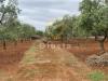 Terreno Agricolo in vendita a Ostuni in via difesa di malta s.n. - 04, Foto 4