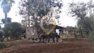 Rustico in vendita con giardino a San Vito dei Normanni in contrada zambardo sn - 03, Foto 3