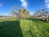 Terreno Agricolo in vendita a Brindisi in strada per restinco - 05, Foto 5
