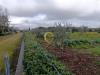 Terreno Agricolo in vendita a San Vito dei Normanni in contrada santa caterina sn - 08, Foto 8