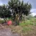Villa in vendita con giardino a Latiano in contrada specchia - 10, Foto 10