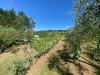 Terreno Agricolo in vendita a Lastra a Signa in via di carcheri - 09, Foto 9