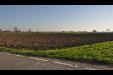 Terreno Agricolo in vendita a Parma in strada san rocco - frazioni - delegazioni - 05, DSC_0110.JPG