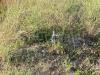 Terreno Agricolo in vendita a Giugliano in Campania - 04, 04.jpg