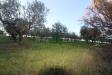 Terreno Agricolo in vendita a Bellante - 10, Foto 10