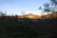 Terreno Agricolo in vendita a Bellante - 05, Foto 5