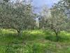 Terreno Edificabile in vendita a Montecorvino Pugliano - 04