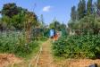 Terreno Agricolo in vendita a Livorno in via dell'uliveta - 03, terreno