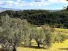 Terreno Agricolo in vendita a Rosignano Marittimo in localit di popogna la concezione 35 - gabbro - 04, WhatsApp Image 2025-08-03 at 13.55.42.jpeg