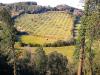 Terreno Agricolo in vendita a Rosignano Marittimo in localit di popogna la concezione 35 - gabbro - 05, WhatsApp Image 2025-08-03 at 13.55.43.jpeg