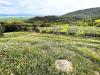 Terreno Agricolo in vendita a Rosignano Marittimo in localit di popogna la concezione 35 - gabbro - 06, WhatsApp Image 2025-08-03 at 13.55.49 (1).jpeg