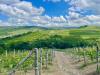 Terreno Agricolo in vendita a Serralunga d'Alba in localit� bussia san pietro 6 - 04, 004.jpg