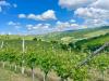 Terreno Agricolo in vendita a Serralunga d'Alba in localit� bussia san pietro 6 - 05, 005.jpg