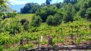 Casa indipendente in vendita con giardino a Tufo in contrada bosco - 03, Foto 3