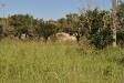 Terreno Agricolo in vendita a Eboli in via san miele - 04, Foto 4