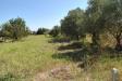 Terreno Agricolo in vendita a Eboli in via san miele - 06, Foto 6