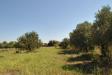 Terreno Agricolo in vendita a Eboli in via san miele - 07, Foto 7