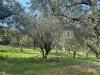 Terreno Agricolo in vendita a Castegnero in via castellaro - 06, Esterni (7).JPG