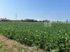 Terreno Agricolo in vendita a Castegnero in via volpara - 02, Esterno (1).JPG