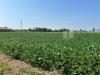 Terreno Agricolo in vendita a Castegnero in via volpara - 03, Esterno (2).JPG