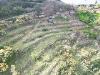 Terreno Agricolo in vendita a Camporosso in regione magauda 36 - magauda - 04, drone