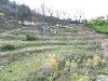 Terreno Agricolo in vendita a Camporosso in regione magauda 36 - magauda - 06, drone