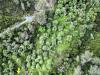 Terreno Agricolo in vendita a Ventimiglia in corso cuneo 42 - trucco - 04, drone