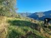 Terreno Agricolo in vendita da ristrutturare a Dolceacqua in via tornatore monsignore b 6 - 06