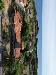 Villa in vendita con giardino a Ventimiglia in corso nizza 37 - latte - 02, drone