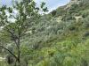 Terreno Agricolo in vendita a Ventimiglia in via monsignor nicol� peitavino - roverino - 04, 4.jpeg