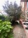 Appartamento in vendita con giardino a Albissola Marina in via brusco - 08, Foto 8