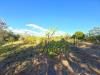 Terreno Agricolo in vendita a Cecina - paratino - 03