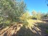 Terreno Agricolo in vendita a Cecina - paratino - 03