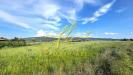 Terreno Agricolo in vendita a Bibbona - 03