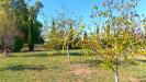 Terreno Agricolo in vendita a Piombino - la sdriscia - 04