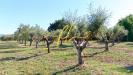 Terreno Agricolo in vendita a Piombino - la sdriscia - 06
